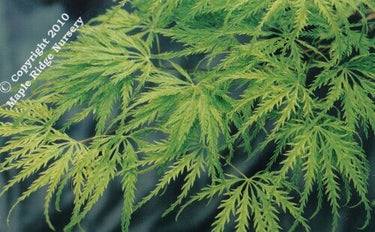 Acer palmatum 'Filigree' - mapleridgenursery